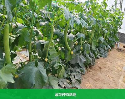 东莞蔬菜配送服务助力餐饮管理升级
